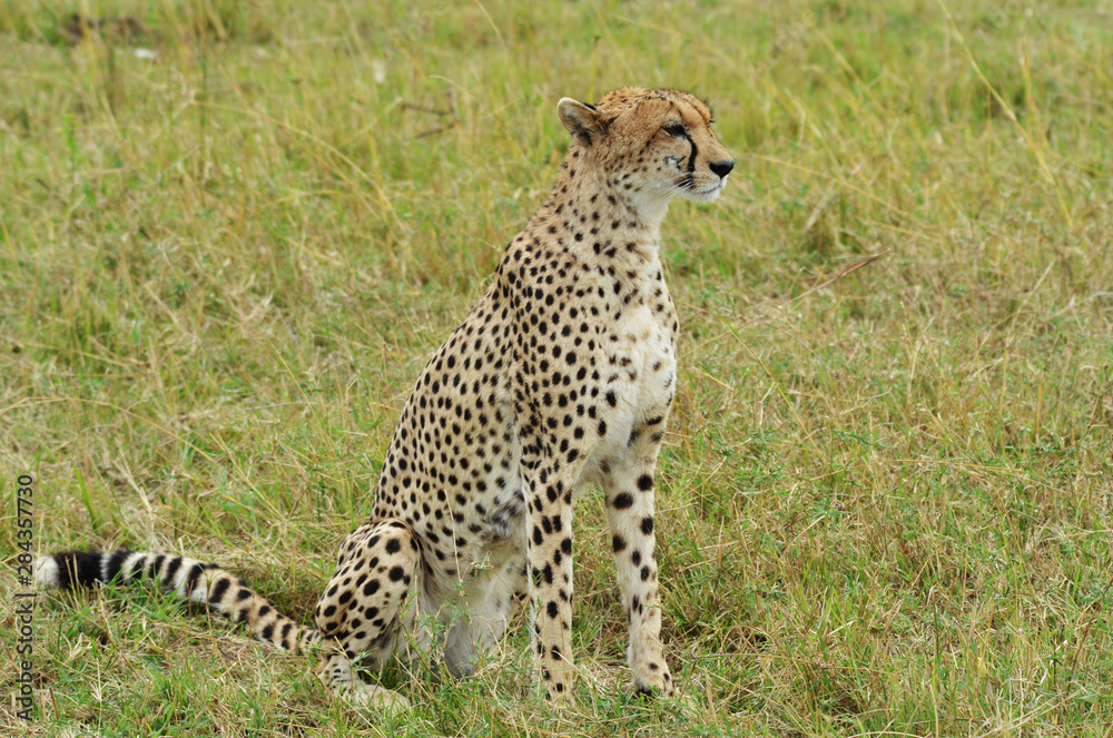 Kenya, Masai Mara National Reserve, cheetah alert in the savanna ready to chase for a kill Kenya, Masai Mara National Reserve, cheetah alert in the savanna ready to chase for a kill