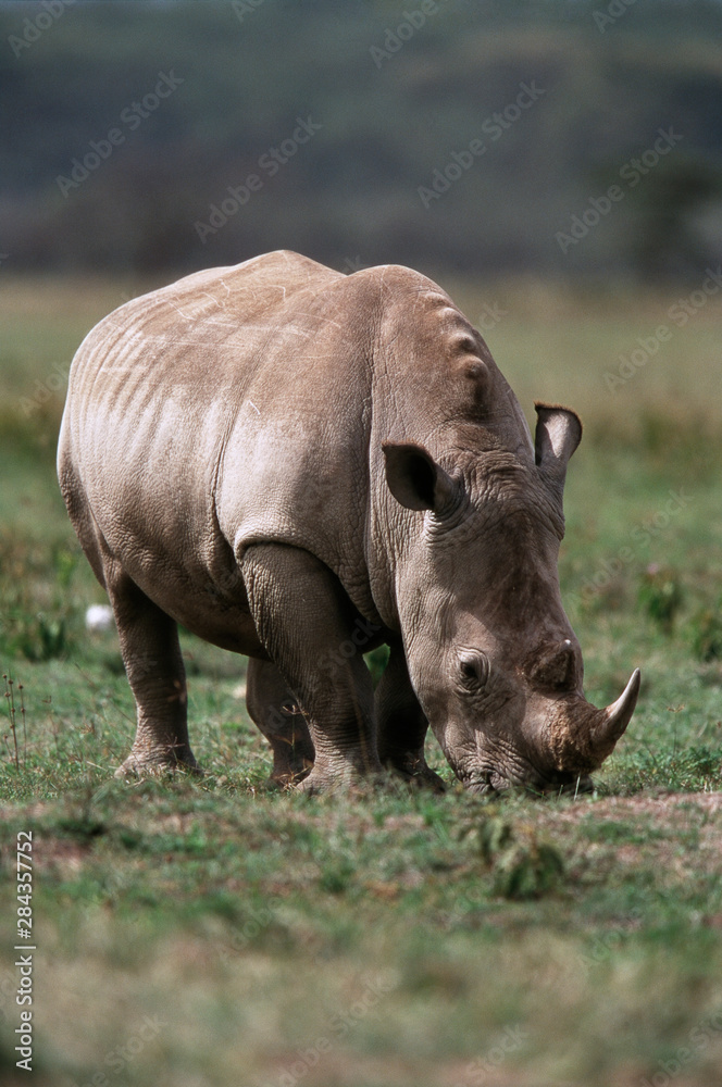 Kenya, Lake Nakuru National Park, White Rhinoceros(Ceratotherium simum) Kenya, Lake Nakuru National Park, White Rhinoceros(Ceratotherium simum)