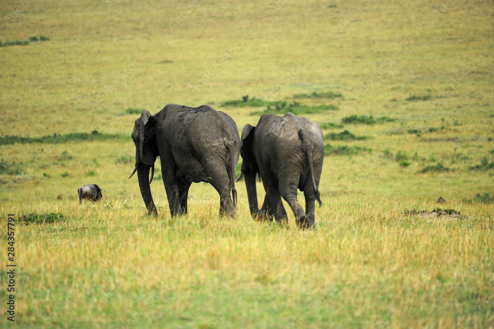 Kenya, Masai Mara National Reserve, elephant couple walking in the savanna