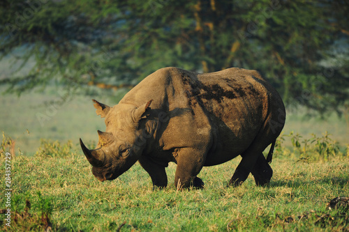Kenya, Lake Nakuru National Park, White Rhinoceros or Square-lipped Rhinoceros (Ceratotherium simum)