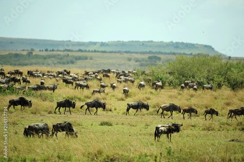 Kenya, Masai Mara National Reserve, wildebeest grazing © Anthony Asael/Danita Delimont