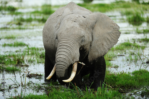 Canvas Print Kenya, Amboseli National Park, elephants in wet grassland in cloudy weather