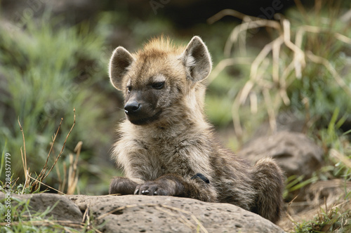 Kenya, Maasai Mara National Reserve, Baby Hyena (Crocuta Crocuta)