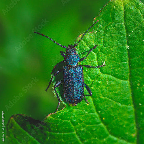 Nice big bug with blue color perched on green leaf © yommy