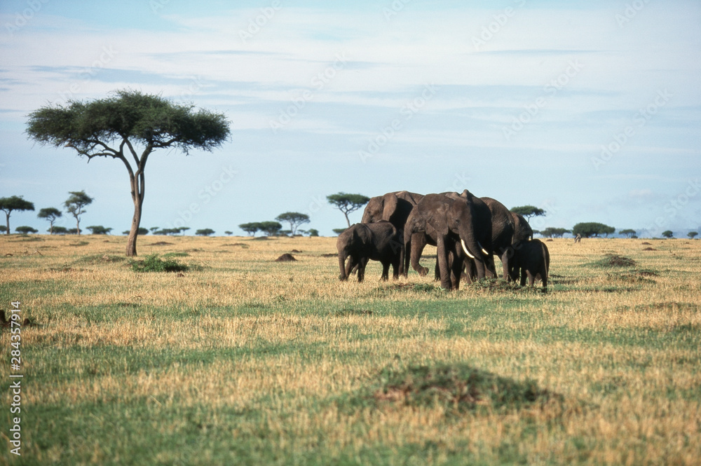 Kenya, Maasai Mara National Reserve, Family of African Elephants (Loxodonta Africana), (African Bush Elephant)