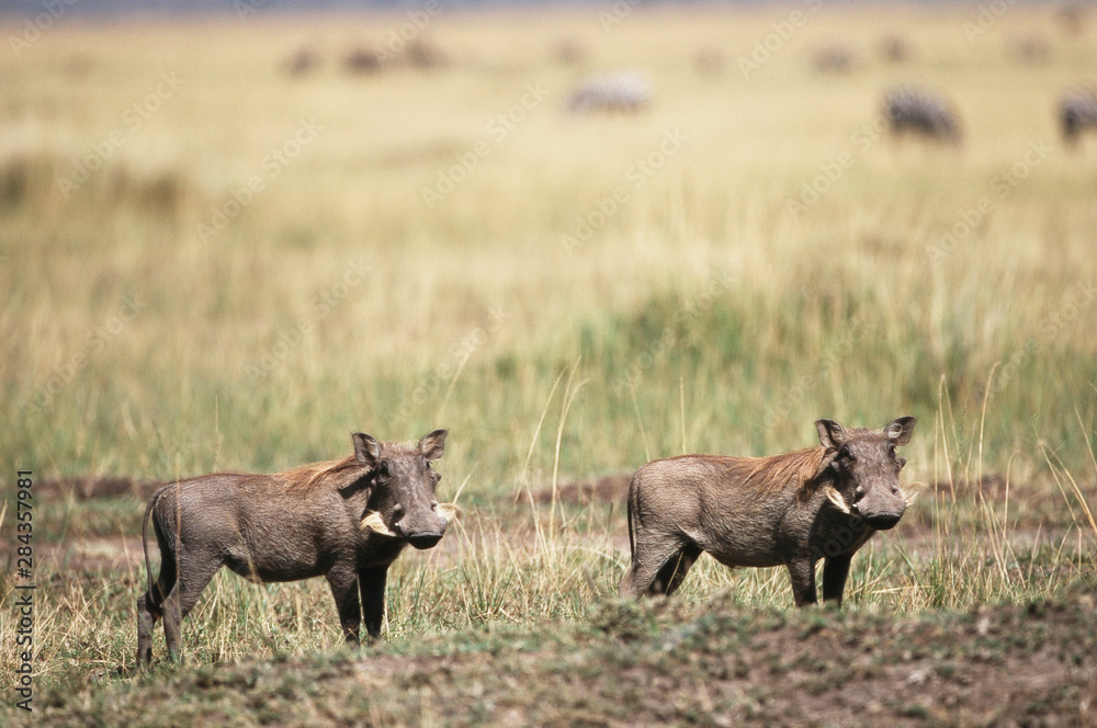 Kenya, Maasai Mara National Reserve, Pair of Desert Warthog(Phacochoerus aethiopicus) Kenya, Maasai Mara National Reserve, Pair of Desert Warthog(Phacochoerus aethiopicus)