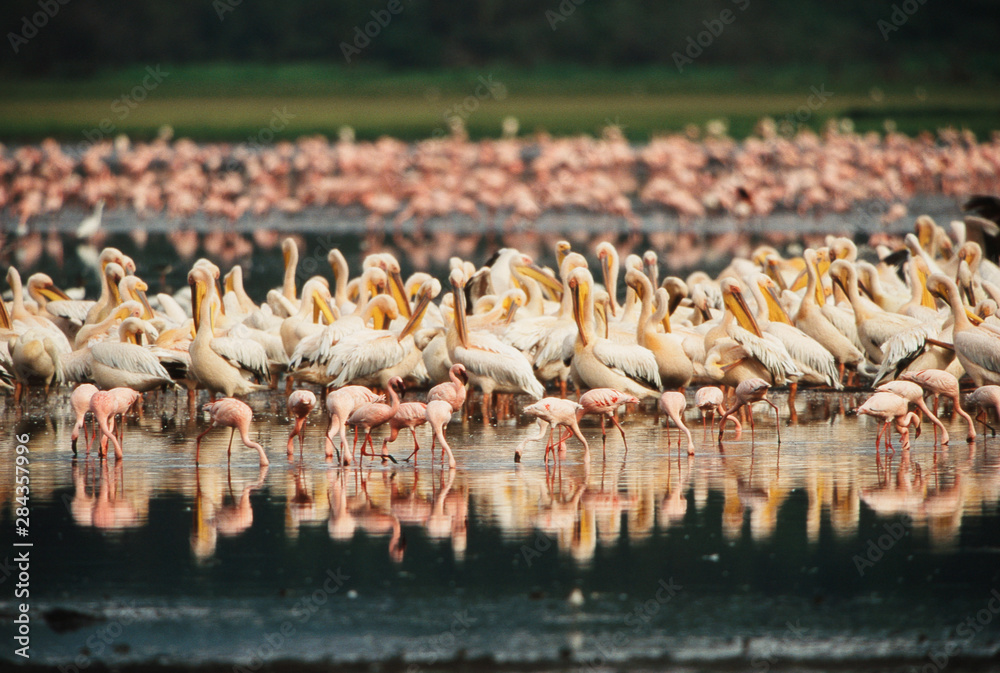 Naklejka premium Kenya, Lake Nakuru National Parkview of Lesser Flamingos and White Pelican