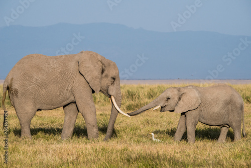 East Africa  Kenya  Amboseli National Park  elephant  Loxodanta africana 