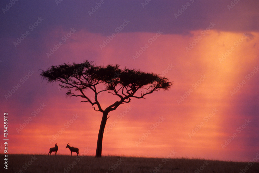 Kenya: Masai Mara National Park, Sunset.