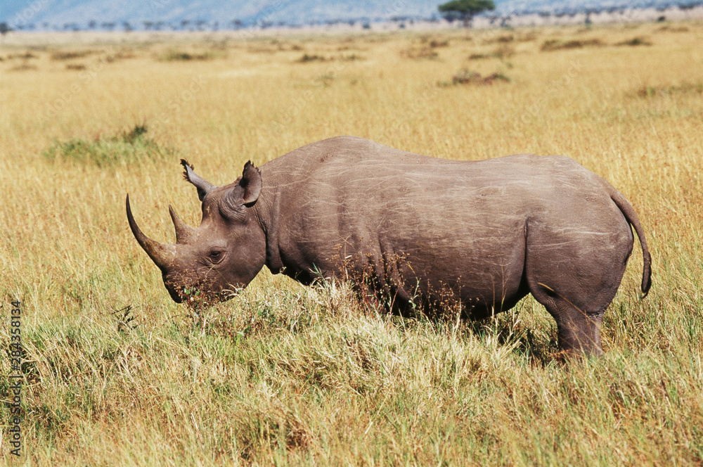 Obraz premium Kenya, Maasai Mara National Reserve, Black Rhinoceros (Diceros Bicornis)