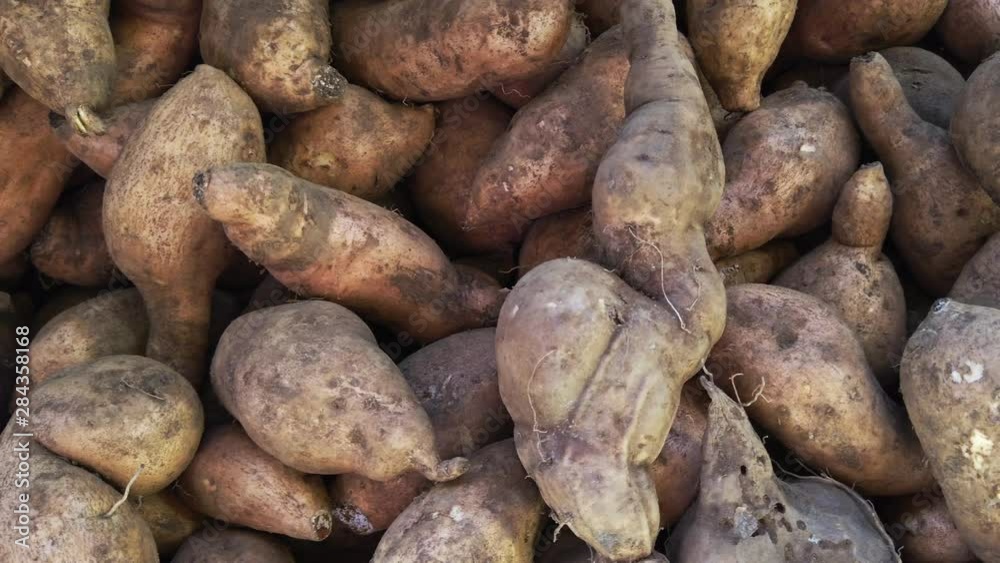close up of fresh harvest sweet potatoes close up of fresh harvest sweet potatoes