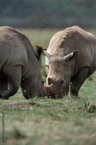 Kenya, Lake Nakuru National Park, Pair of White Rhinoceros (Ceratotherium simum)
