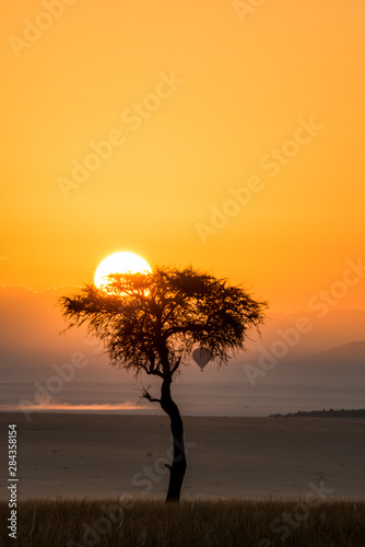 East Africa, Kenya, Maasai Mara National Reserve, Mara Conservancy, Mara Triangle, Mara River Basin, sunrise behind Balanites tree and hot air balloon © Alison Jones/Danita Delimont