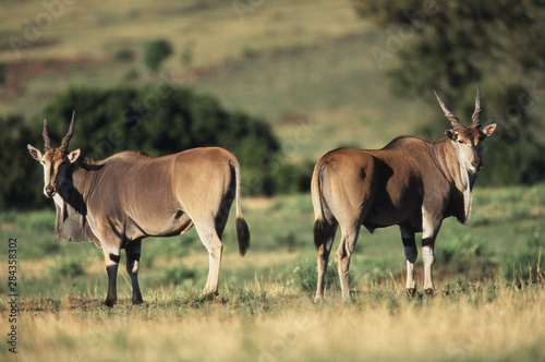 Kenya  Maasai Mara National Reserve  Pair of Giant Eland  Taurotragus Derbianus 