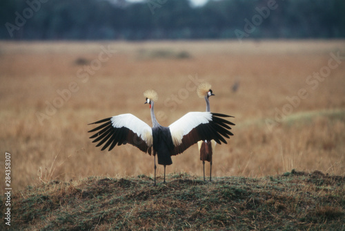 Kenya, Maasai Mara, Crowned Crane (Balearica Regulorum)