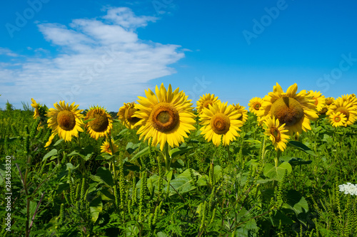 Fototapeta Naklejka Na Ścianę i Meble -  A field of sunflowers against a deep blue sky with white whispy clouds 2