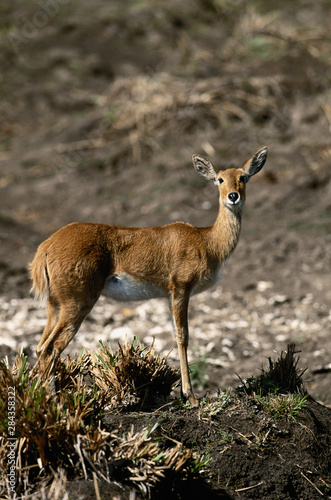 Kenya, Reedbuck in Maasai Mara National Reserve