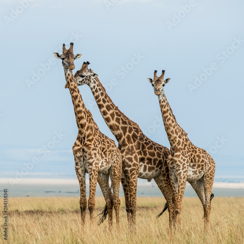 East Africa, Kenya, Maasai Mara National Reserve, Mara Conservancy, Mara Triangle, Mara River Basin, Maasai giraffe © Alison Jones/Danita Delimont