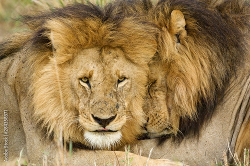 Kenya  Masai Mara. Two lions resting face to face. Credit as  Dennis Kirkland   Jaynes Gallery   DanitaDelimont.com