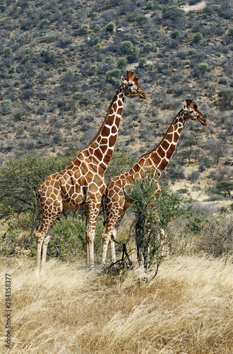Kenya, Samburu National Reserve, Pair of reticulated giraffe(Giraffa camelopardalis reticulata) © Adam Jones/Danita Delimont