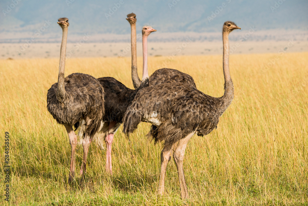 Naklejka premium East Africa, Kenya, Maasai Mara National Reserve, Mara Conservancy, Mara Triangle, Mara River Basin, female Masai ostrich (Struthio camelus)