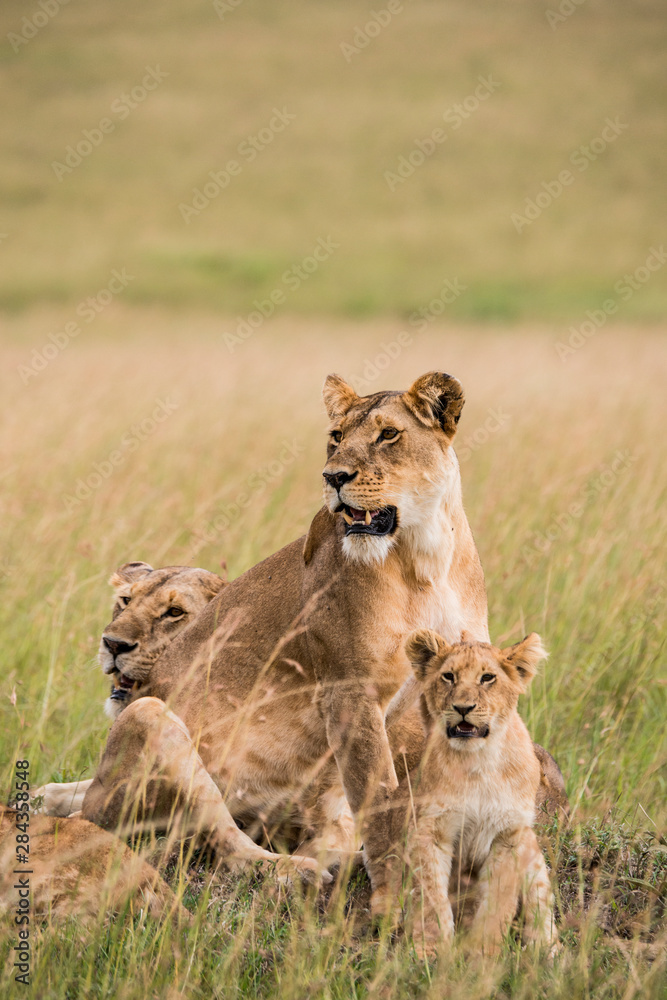 Fototapeta premium East Africa, Kenya, Maasai Mara National Reserve, Mara Conservancy, Mara Triangle, Mara River Basin, lioness with cubs (Panthera leo)