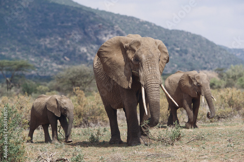 Kenya  Samburu National Reserve  Mother elephant walking with elephant calf