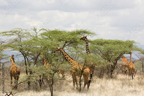 Kenya, Samburu National Reserve. Rothschild giraffes feeding on trees. Credit as: Dennis Kirkland / Jaynes Gallery / DanitaDelimont.com