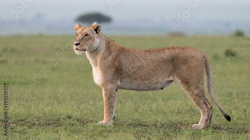 Africa, Kenya, Maasai Mara National Reserve. Close-up of lioness.