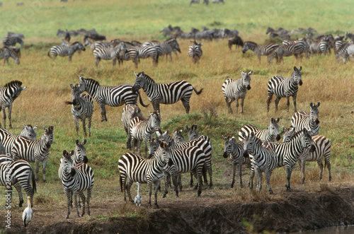 Kenya  Maasai Mara National Reserve  Large herd of Burchell s Zebra  Equus Burchelli  grazing near Mara river