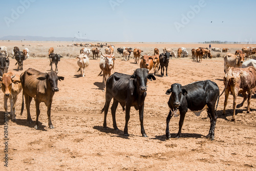 East Africa, Kenya, outside Amboseli National Park, Maasai cattle
