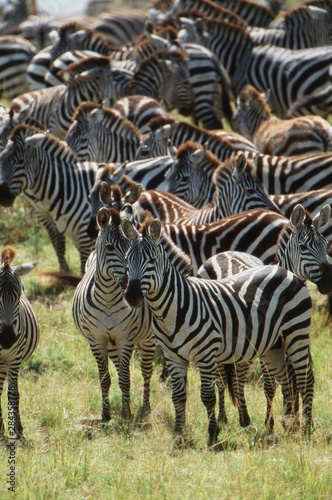 Kenya  Maasai Mara National Reserve  Large herd of Burchell s Zebra  Equus Burchelli  grazing