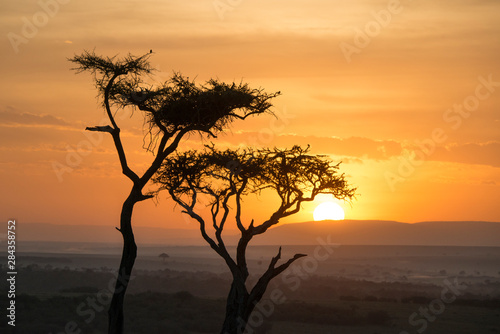 East Africa  Kenya  Maasai Mara National Reserve  Mara Conservancy  Mara Triangle  Mara River Basin  sunset over the Oloololo  Siria  Escarpment  two Balanites trees silhouetted