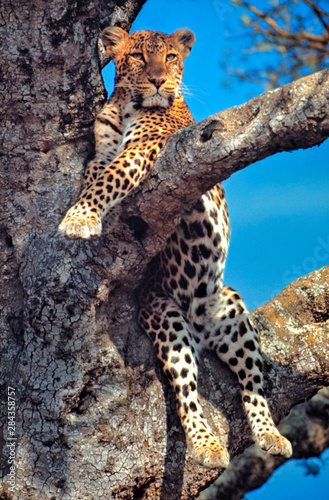 Africa, Kenya, Masai Mara NR. A watchful leopard rests in a tree in Masai Mara National Reserve, Kenya.