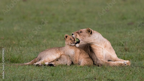 Africa, Kenya, Maasai Mara National Reserve. Lioness correcting her cub.
