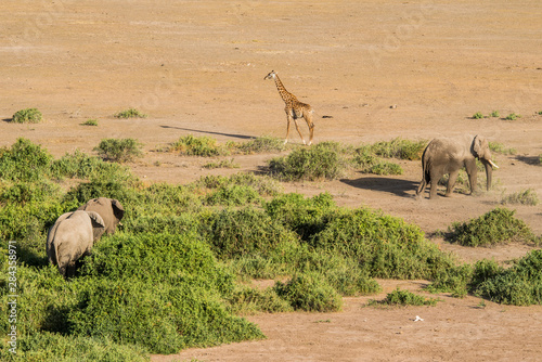 East Africa, Kenya, Amboseli National Park, elephant (Loxodanta africana) photo