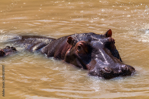 Africa, Kenya, Masai Mara National Reserve. Hippopotamus (Hippopotamus amphibious).