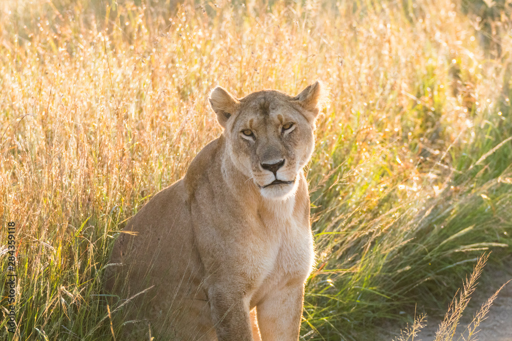 Obraz premium Africa, Kenya, Masai Mara National Reserve. African Lion (Panthera leo) female.