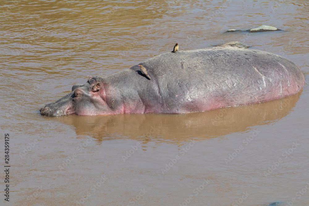 Fototapeta premium Africa, Kenya, Masai Mara National Reserve, Mara River. Hippopotamus (Hippopotamus amphibius). Red-billed Oxpecker (Buphagus erythrorhynchus) on back.