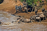 Crossing of the Mara River by Zebras and Wildebeest, migrating in the Maasai Mara Kenya. 
