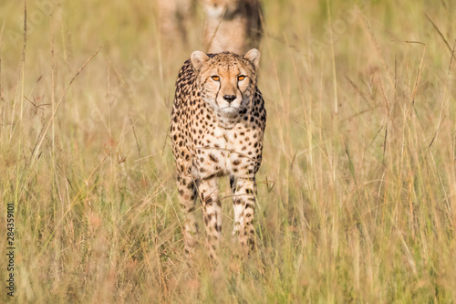 Africa, Kenya, Masai Mara National Reserve. Cheetah (Acinonyx Jubatus).