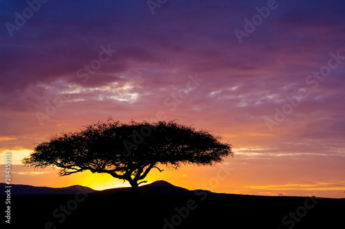 Kenya, Masai Mara. Sunrise silhouettes acacia tree. Credit as: Dennis Kirkland / Jaynes Gallery / DanitaDelimont.com