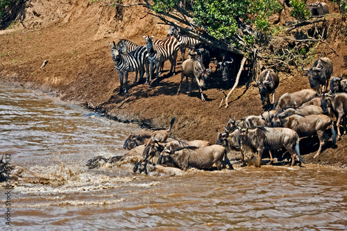 Crossing of the Mara River by Zebras and Wildebeest, migrating in the Maasai Mara Kenya. 