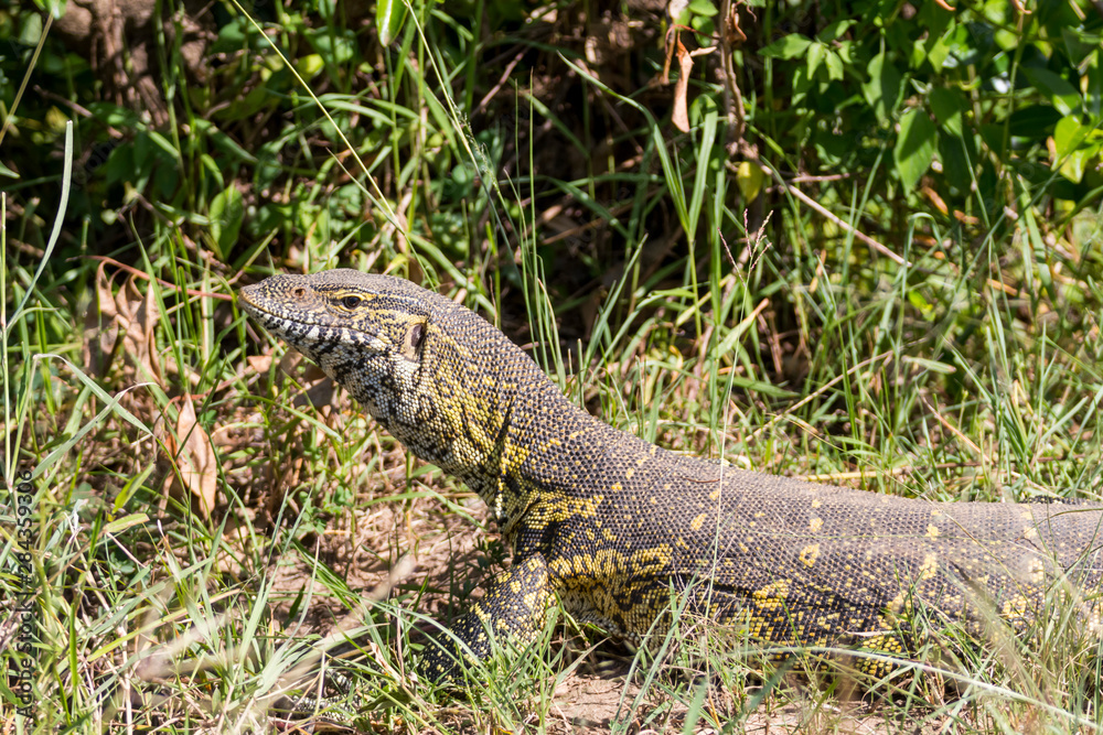 Naklejka premium Africa, Kenya, Masai Mara National Reserve. Monitor lizard (Varanus niloticus).