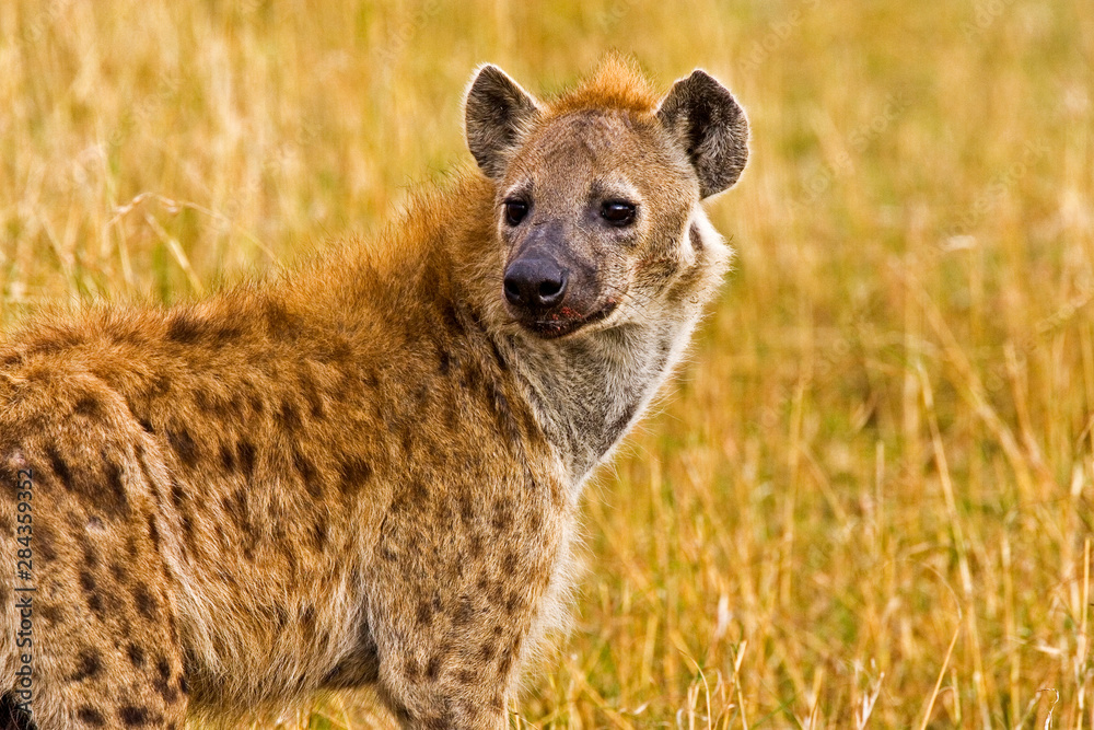 A spotted Hyena in the bush on the Maasai Mara Kenya. A spotted Hyena in the bush on the Maasai Mara Kenya.