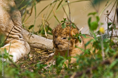 Two week old baby lion cubs with mother beside them in the Maasai Mara Kenya. 