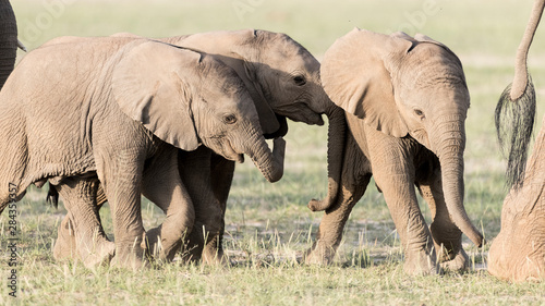 Africa, Kenya, Amboseli National Park. Close-up of young elephants walking.