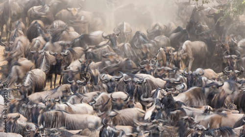 Africa, Kenya. Dusty wildebeest herd. © Jaynes Gallery/Danita Delimont