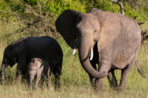 African Elephant (Loxodonta africana), Masai Mara, Kenya