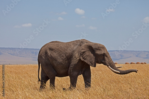 African Bush Elephant  Loxodonta africana  on plain  Masai Mara National Reserve  Kenya